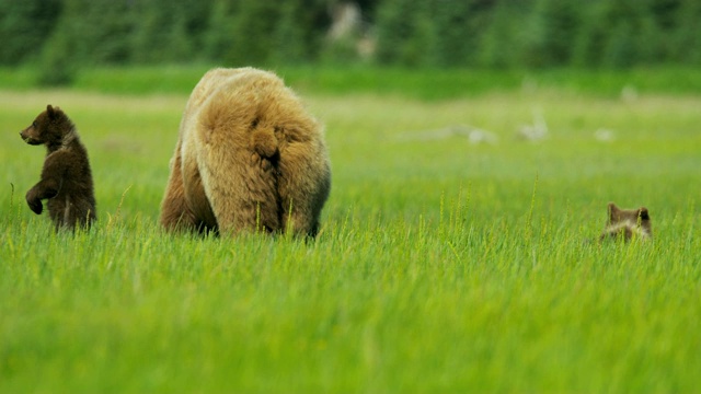 棕色母熊与幼崽喂养阿拉斯加美国视频素材