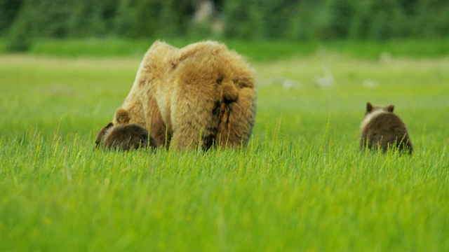 棕色母熊与幼崽喂养阿拉斯加美国视频素材