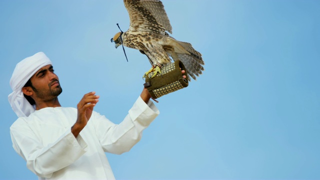 肖像训练猎鹰平衡阿拉伯男性猎鹰手套视频下载