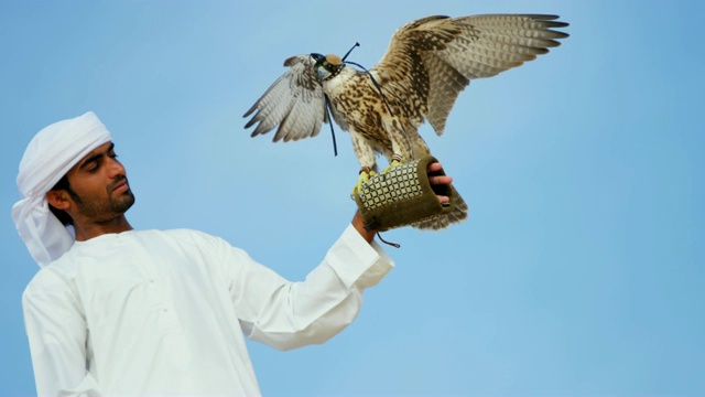 栓住的鸟类猎物阿拉伯猎鹰手腕阿联酋迪拜视频下载