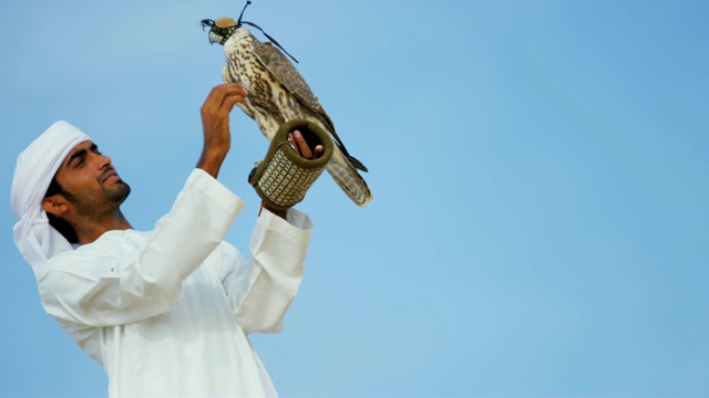 猎鹰平衡骄傲的阿拉伯人的手腕蓝天视频下载