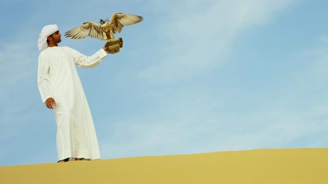 训练猎鹰平衡阿拉伯男性猎鹰手套迪拜视频素材