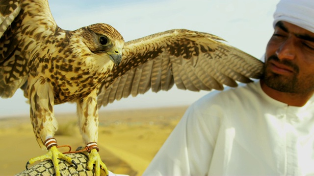 肖像中东猎鹰与训练猎鹰阿联酋视频素材