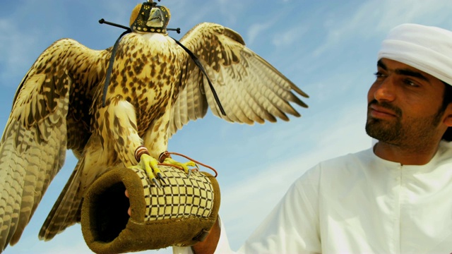 训练有素的猎鹰平衡雄性猎鹰手套在沙漠视频素材