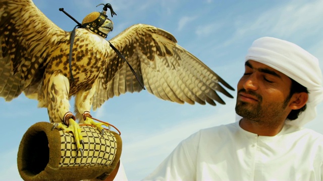 中东雄性猎鹰和猛禽视频下载