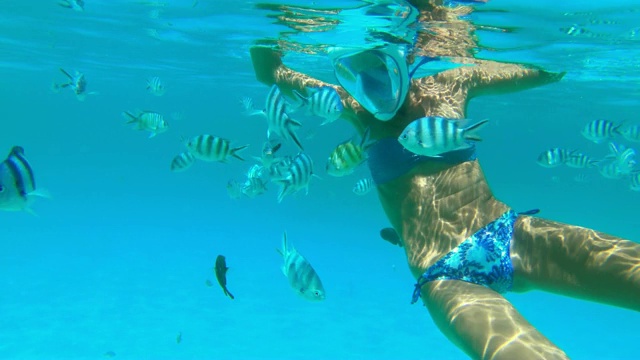 成年妇女和一群鱼在印度洋游泳视频下载
