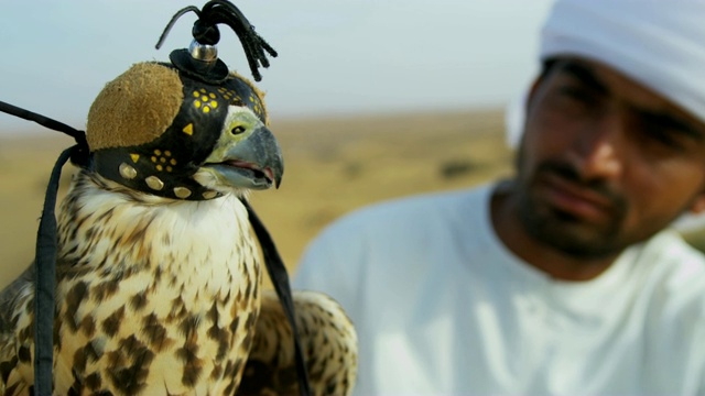 栓住的鸟类猎物阿拉伯猎鹰手腕阿联酋迪拜视频素材