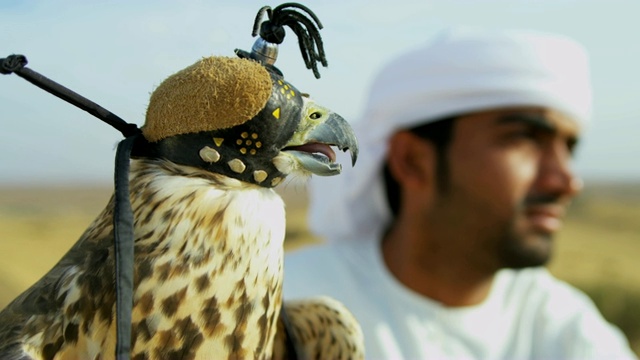 阿拉伯男子展示训练有素的猎鹰沙漠地点迪拜视频下载