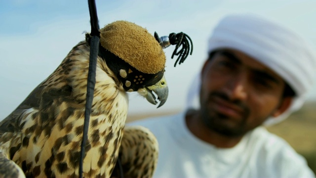 训练猎鹰平衡阿拉伯男性手套迪拜阿联酋视频下载