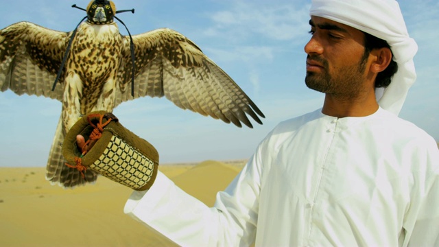 中东主人迪拜的猛禽视频素材