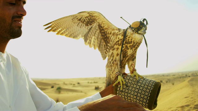 肖像系住的鸟类猎物雄性阿拉伯猎鹰手腕视频素材