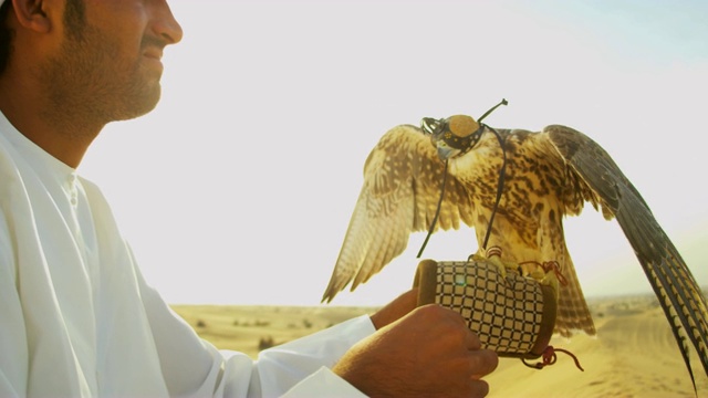 中东猎鹰和猛禽迪拜视频素材