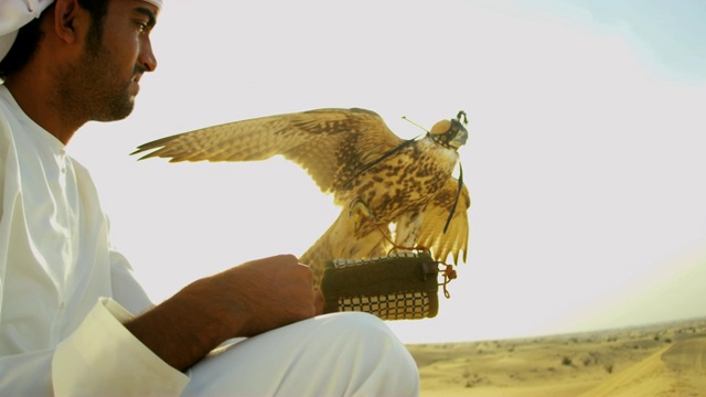 中东主人迪拜的猛禽视频素材