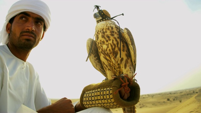游隼平衡阿拉伯男性猎鹰手套沙漠视频素材