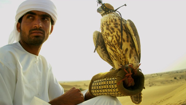 阿拉伯男子展示训练有素的猎鹰沙漠地点迪拜视频素材