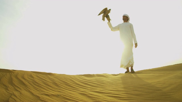 被拴住的鸟类猎物阿拉伯猎鹰手腕沙漠日落视频素材