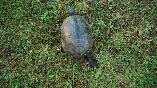 乌龟在绿色的草地上慢慢地移动。视频素材