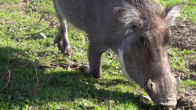 普通的疣猪(非洲疣猪)跪在地上吃草视频下载