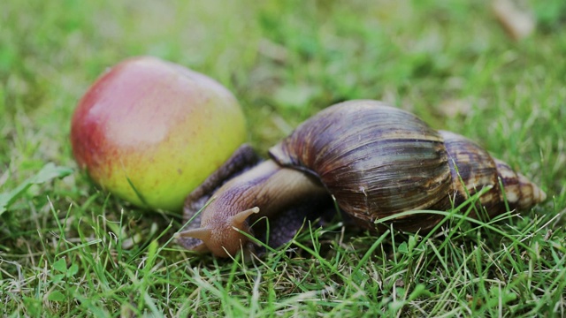 巨型蜗牛Achatina是地球上最大的陆地软体动物。视频下载