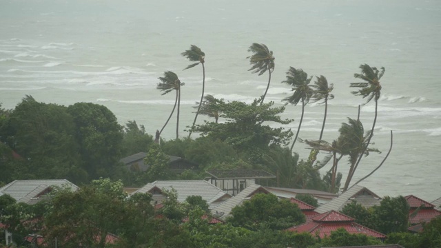 帕布台风，海洋海岸，泰国。自然灾害，眼墙飓风。强烈的极端气旋风摇动棕榈树。热带雨季洪水泛滥，热带风暴天气严重，雷暴视频下载