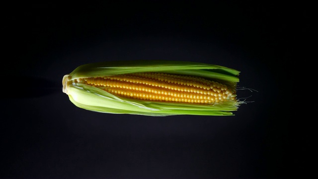 在黑色背景上水平旋转玉米的插图。视频下载