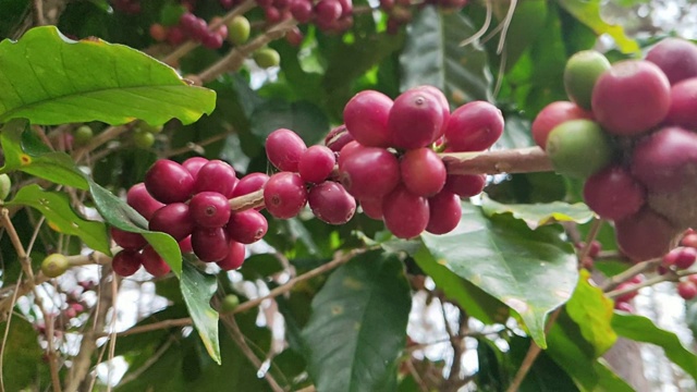 咖啡豆树视频素材