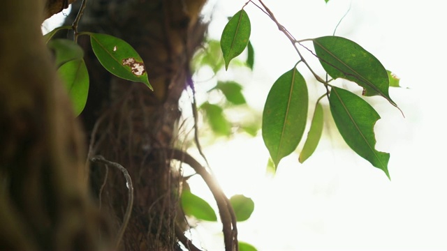 树林里一棵大树上的小植物视频素材