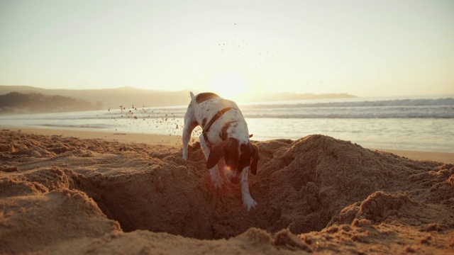 狗在沙子里挖洞视频下载