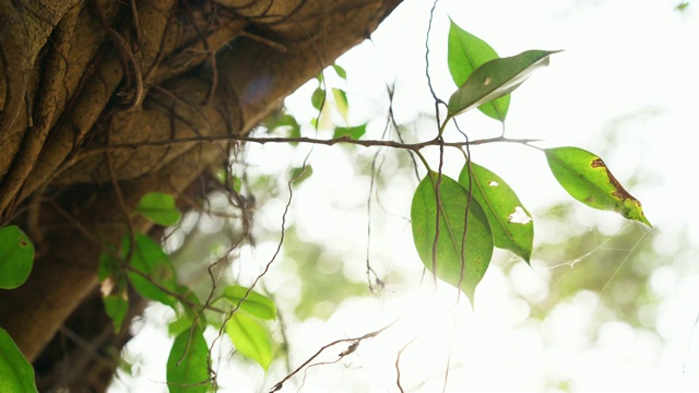 树林里一棵大树上的小植物视频素材
