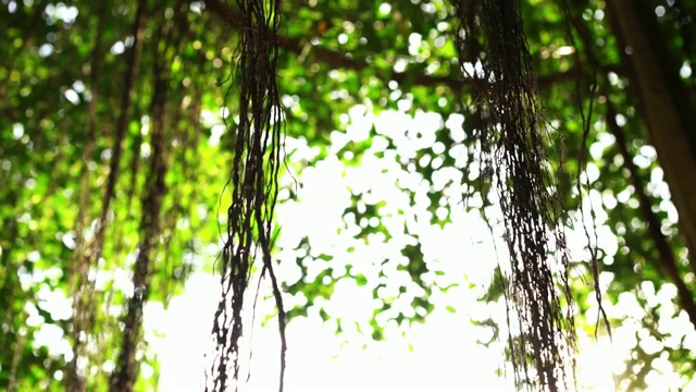 森林里有棵树的4k视频视频素材
