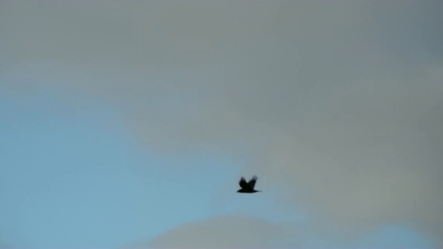 一只乌鸦飞向天空视频素材