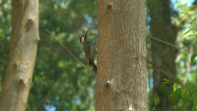 树上的啄木鸟。视频下载