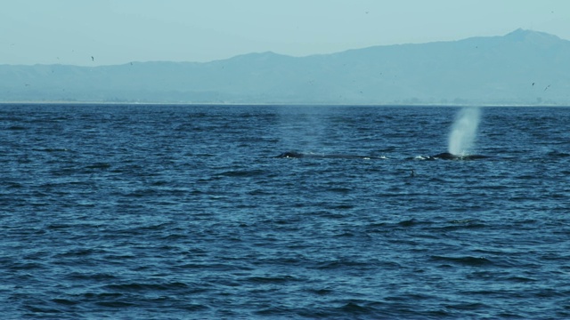 座头鲸群表面游泳美国太平洋视频素材