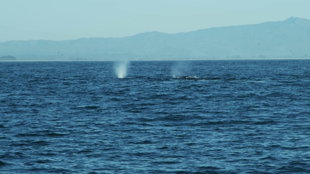 水生哺乳动物座头鲸游动的气孔太平洋视频素材