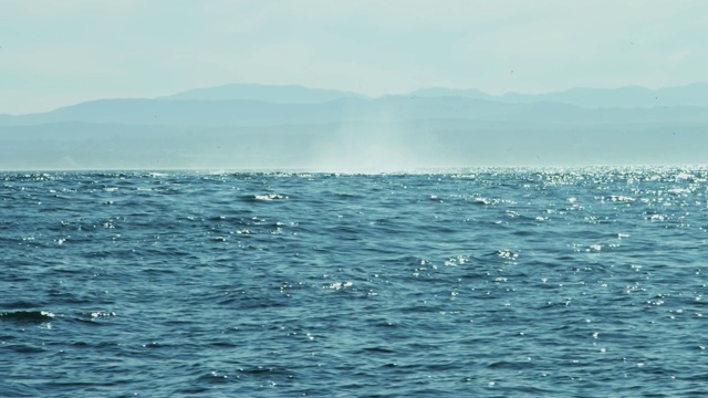 驼背鲸，太平洋哺乳动物，加州海岸线视频素材
