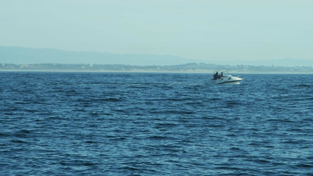 观看鲸鱼座头鲸喷水孔表面游泳加利福尼亚视频素材