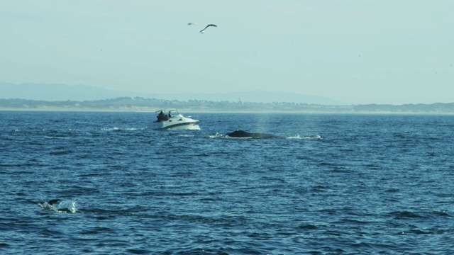 游客观看座头鲸海洋太平洋美国加州视频素材