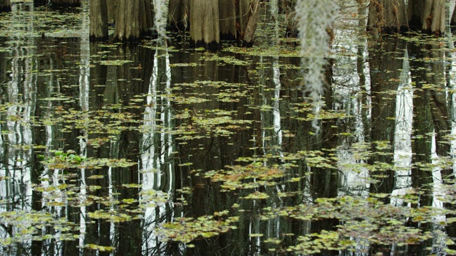 覆盖着西班牙苔藓和Salvinia的柏树漂浮在南路易斯安那州的Atchafalaya河流域沼泽在阴天下视频素材