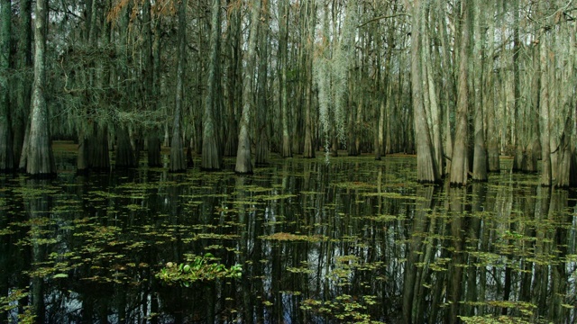 覆盖着西班牙苔藓和Salvinia的柏树漂浮在南刘易斯安那州的Atchafalaya河流域沼泽在阴天下视频素材