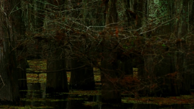 黑暗，浓密的柏树森林覆盖在西班牙苔藓在阿查法拉亚河流域沼泽在路易斯安那州南部的阴天视频素材