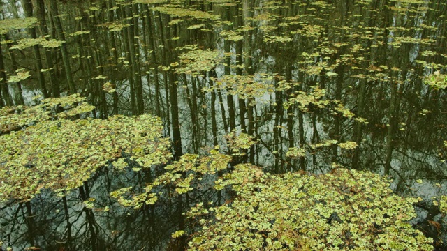 柏树和Salvinia的倒影漂浮在阿查法拉亚河流域沼泽在路易斯安那南部的阴天下视频素材