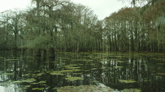 黑暗，浓密的柏树森林覆盖在西班牙苔藓与浮动的Salvinia在Atchafalaya河流域沼泽在路易斯安那州南部阴天下视频素材