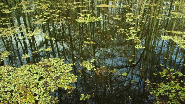 柏树和Salvinia的倒影漂浮在阿查法拉亚河流域沼泽在路易斯安那南部的阴天下视频素材