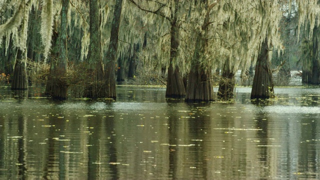 在路易斯安那州南部的阿查法拉亚河流域沼泽中漂浮着西班牙苔藓覆盖的森林中的柏树视频素材