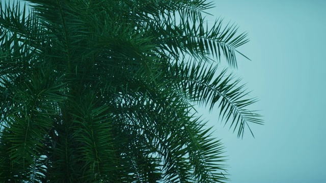 机架聚焦拍摄的雨落在棕榈树上视频素材