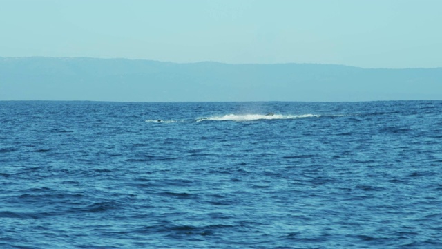 座头鲸，海洋水生动物，美国西北部太平洋蒙特雷视频素材
