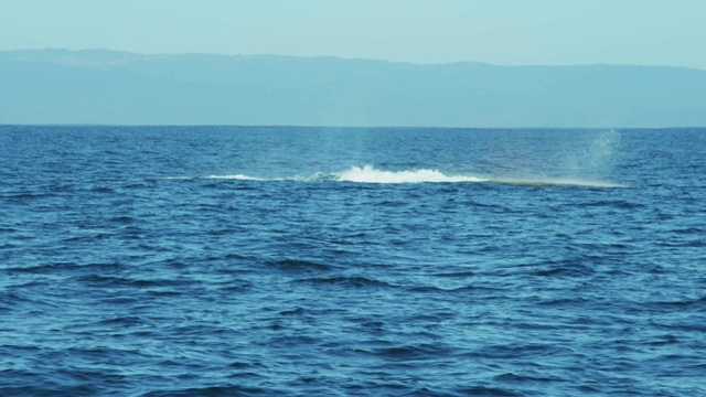 驼背鲸，哺乳动物，太平洋沿岸水域视频素材