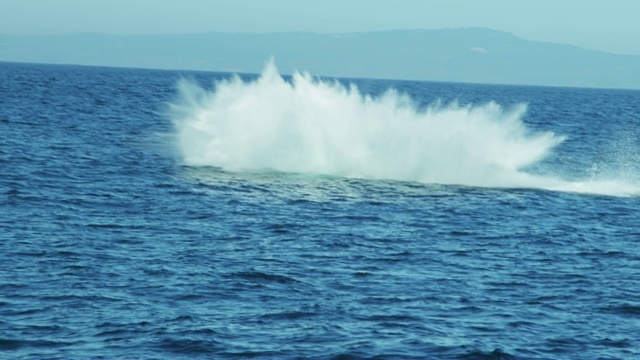 驼背鲸水生哺乳动物美国太平洋视频素材