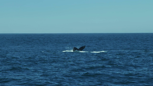 座头鲸哺乳动物海洋表面太平洋海岸线美国视频素材