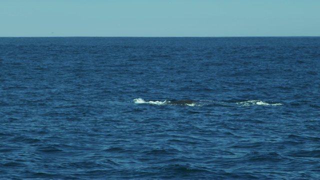 座头鲸游泳气孔蒙特利太平洋美国视频素材